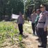 Kapolsek Kandis Tinjau Perkembangan Tanaman Jagung, Komitmen Polri Dukung Ketahanan Pangan Terus Berlanjut