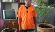 Permalink ke Tanam Ganja dalam Pot, Pria  Tembilahan ini Diciduk Polisi