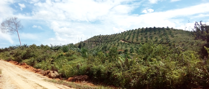 Kebun Sawit di Hutan Kamprkiri