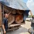 Polsek Kampar Kiri Tangkap Mobil Bermuatan Kayu Ilegalloging di Desa Lipat Kain Polsek Kampar Kiri Tangkap Mobil Bermuatan Kayu Ilegalloging di Desa Lipat Kain