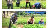 Permalink ke Terus Jalankan Program Akselerasi Menteri Imipas : Warga Binaan Lapas Bangkinang Kembali Panen Sayur Kangkung Permalink ke Terus Jalankan Program Akselerasi Menteri Imipas : Warga Binaan Lapas Bangkinang Kembali Panen Sayur Kangkung