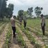 Melakukan Pengecekan Perkembangan Tanaman Jagung Pipil di Dua Lokasi Berbeda