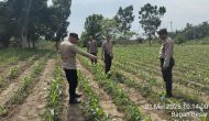 Permalink ke Melakukan Pengecekan Perkembangan Tanaman Jagung Pipil di Dua Lokasi Berbeda Permalink ke Melakukan Pengecekan Perkembangan Tanaman Jagung Pipil di Dua Lokasi Berbeda