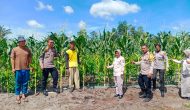 Permalink ke Dalam Rangka Mendukung Program Nasional Ketahanan Pangan