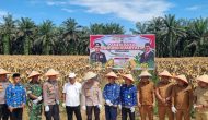 Permalink ke Kapolres Kampar Panen Raya Jagung: Sukses Program Ketahanan Pangan, Wujudkan Kampar Sejahtera