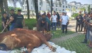 Permalink ke PT Multy Global Wisata Gelar Pemotongan Hewan Kurban Idul Adha Atas Wujud Kepedulian Dan Keberkahan.