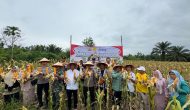 Permalink ke Polres Kuansing Melaksanakan Panen Perdana Jagung Pipil di Desa Koto Baru, Dukung Program Asta Cita Presiden RI