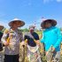 Polsek Tapung Hilir dan PT. Sekar Bumi Alam Lestari Lakukan Panen Perdana Jagung Pipil di Desa Kota Garo