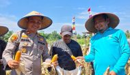 Permalink ke Polsek Tapung Hilir dan PT. Sekar Bumi Alam Lestari Lakukan Panen Perdana Jagung Pipil di Desa Kota Garo Permalink ke Polsek Tapung Hilir dan PT. Sekar Bumi Alam Lestari Lakukan Panen Perdana Jagung Pipil di Desa Kota Garo