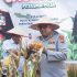 Panen Jagung, Panen Berkah” Kapolres Kampar Ikut Serta dalam Panen Raya di PT. Tasmapuja, Harapan Baru untuk Petani Kampar