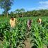 Mantap! Polsek Perhentian Raja Optimis Panen Jagung Akhir Tahun, Dukung Pangan Lokal