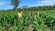 Permalink ke Mantap! Polsek Perhentian Raja Optimis Panen Jagung Akhir Tahun, Dukung Pangan Lokal