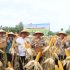 Dumai Sukses Gelar Panen Jagung Pipil, Bukti Dukungan Polri terhadap Ketahanan Pangan Nasional