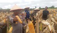 Permalink ke Panen Raya Jagung Pipil di Dumai Hasilkan ±4.500 kg, Dukungan Kapolres Bagi Ketahanan Pangan Nasional