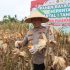 Polres Pasaman Barat Gelar Panen Jagung Serentak Kuartal I 2026 di Nagari Lingkuang Aua Bandarejo