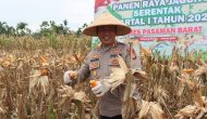Permalink ke Polres Pasaman Barat Gelar Panen Jagung Serentak Kuartal I 2026 di Nagari Lingkuang Aua Bandarejo