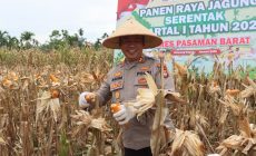 Polres Pasaman Barat Gelar Panen Jagung Serentak Kuartal I 2026 di Nagari Lingkuang Aua Bandarejo