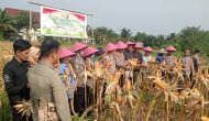 Permalink ke Polsek Dumai Barat Panen Raya Jagung, Dukung Swasembada Pangan