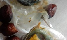 Permalink ke Dugaan Makanan MBG Belum Matang di SDN 013 Tembilahan Jadi Sorotan, Wali Murid Minta Evaluasi