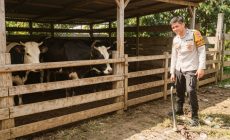 Permalink ke Bhabinkamtibmas Polsek Sungai Batang Sambangi Peternak Sapi, Dorong Ketahanan Pangan