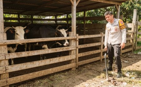 Permalink ke Bhabinkamtibmas Polsek Sungai Batang Sambangi Peternak Sapi, Dorong Ketahanan Pangan