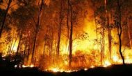 Permalink ke Hutan Kok Malah Dibakar Sih?