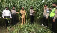 Permalink ke Kapolsek Bangkinang Barat Bersama Camat Kuok, Lakukan Panen Jagung Program Jaga Kampung Ketahanan Pangan Permalink ke Kapolsek Bangkinang Barat Bersama Camat Kuok, Lakukan Panen Jagung Program Jaga Kampung Ketahanan Pangan
