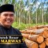 Fee Kayu Akasia Rantau Kasih Belum Jelas, Datuk Marwas Benarkan Pembagian Rp300 Ribu per KTP