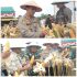 Kapolres Kuansing Hadiri Panen Raya Jagung Serentak Kuartal II di PT Gatipura Mulya di Kecamatan Pangan