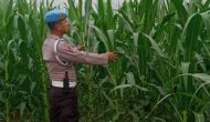 Permalink ke Personel Polsek Kawasan Pelabuhan ( KSKP) Polres Dumai Polda Riau Bersama Kelompok Tani Tuah Brata Permalink ke Personel Polsek Kawasan Pelabuhan ( KSKP) Polres Dumai Polda Riau Bersama Kelompok Tani Tuah Brata