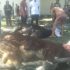 Sapi Keluarga Kapolda Riau Dipotong di Masjid Muthmainnah Jalan Kartini Pekanbaru