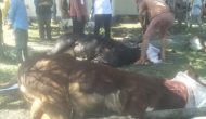 Permalink ke Sapi Keluarga Kapolda Riau Dipotong di Masjid Muthmainnah Jalan Kartini Pekanbaru