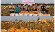 Permalink ke Polsek Tapung Dukung Program Ketahanan Pangan Nasional, Hadiri Panen Raya Jagung Pt Rama Jaya Pramukti